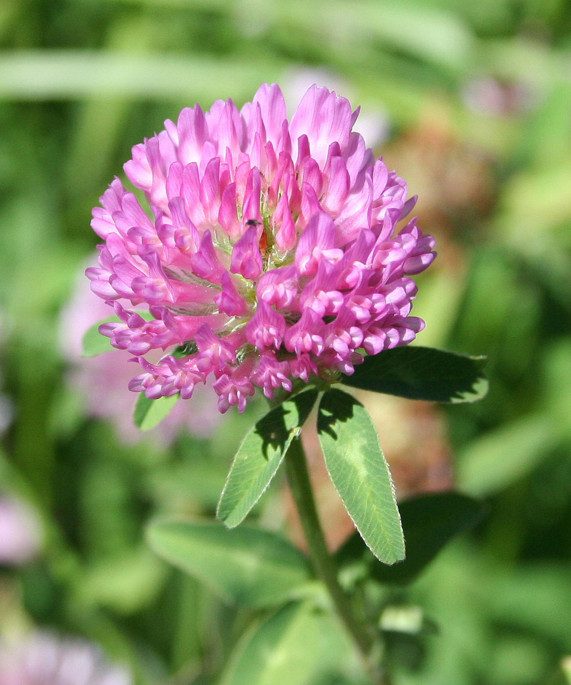 Изображение особи Trifolium pratense.