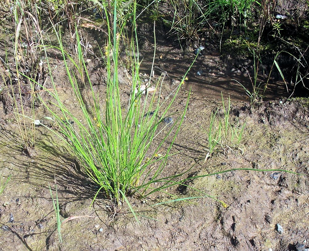 Изображение особи Juncus brachyspathus.