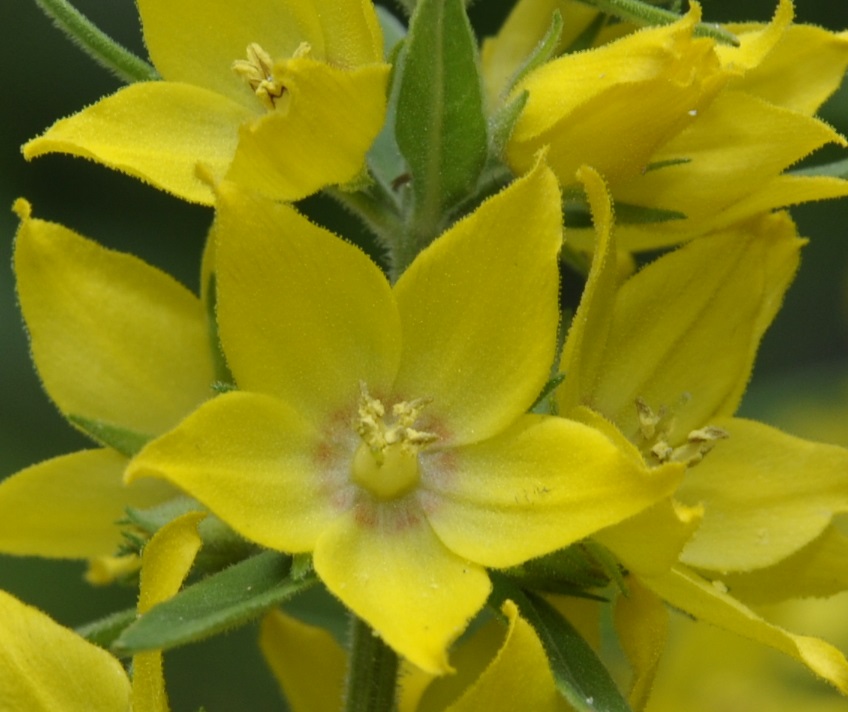 Изображение особи Lysimachia punctata.