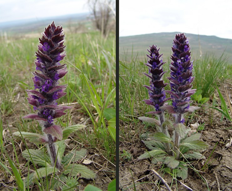 Image of Ajuga orientalis specimen.