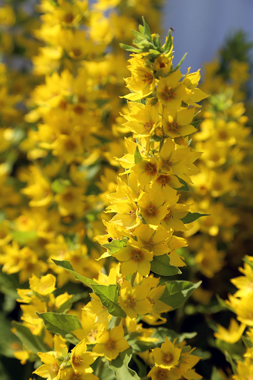 Image of Lysimachia punctata specimen.