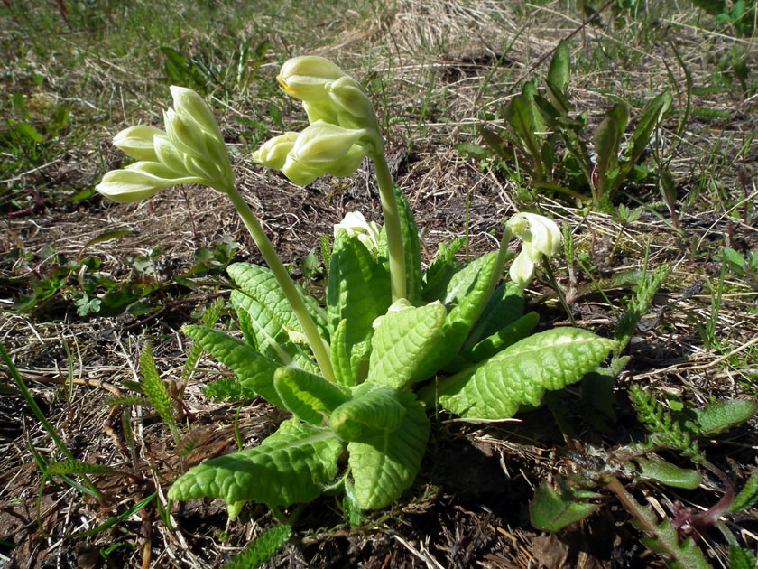Image of Primula macrocalyx specimen.