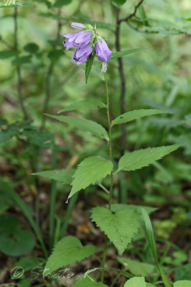 Image of Campanula trachelium specimen.