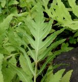 Onoclea sensibilis. Верхняя часть вайи (нижняя сторона). Германия, г. Дюссельдорф, Ботанический сад университета. 02.06.2014.