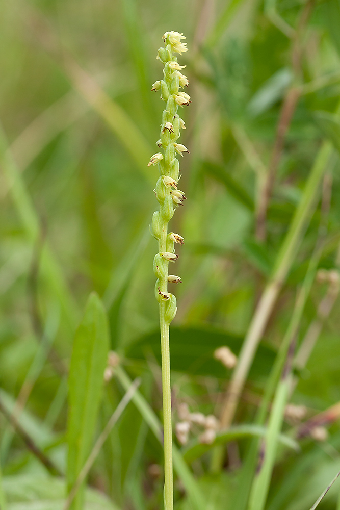 Изображение особи Herminium monorchis.