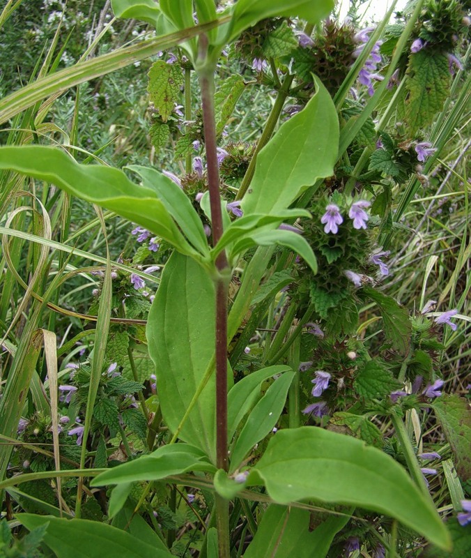 Изображение особи Saponaria officinalis.