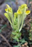 Scutellaria subspecies pinnatifida