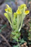 Scutellaria orientalis ssp. pinnatifida