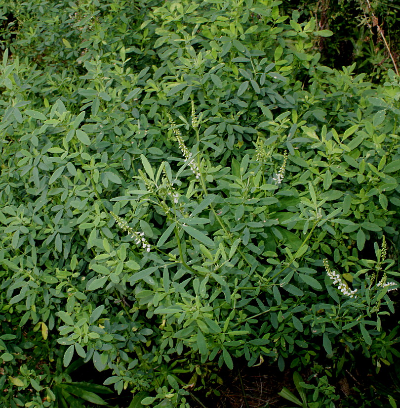 Image of Melilotus albus specimen.