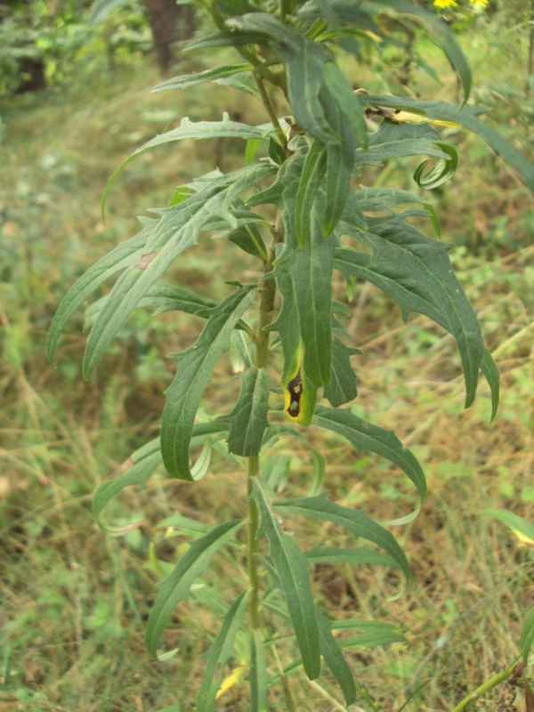 Изображение особи Hieracium umbellatum.