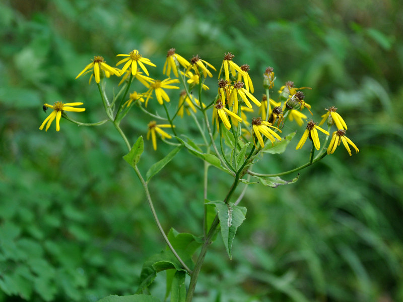 Изображение особи Senecio nemorensis.
