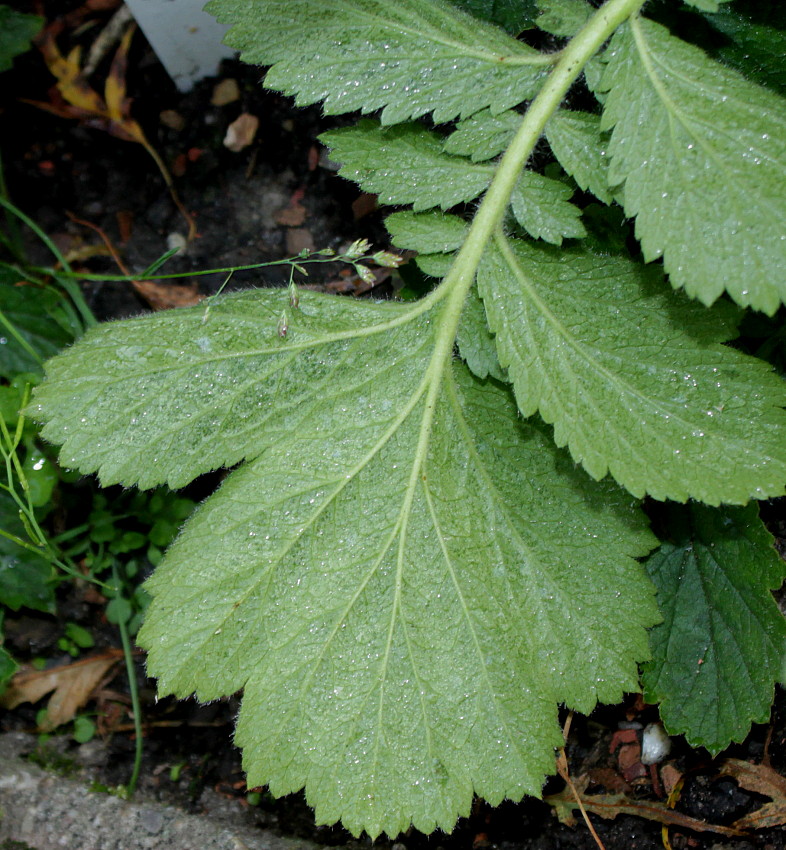 Image of Geum quellyon specimen.