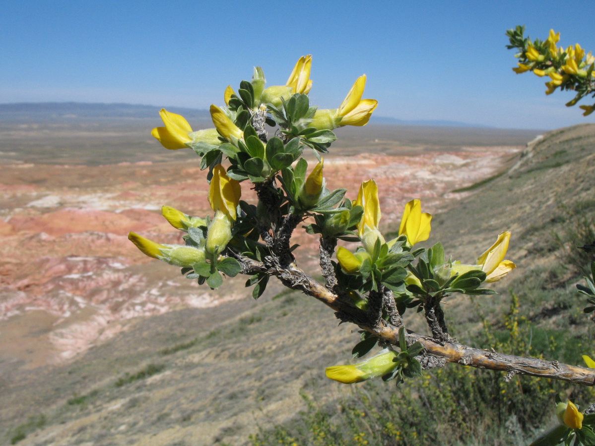 Image of Caragana frutex specimen.