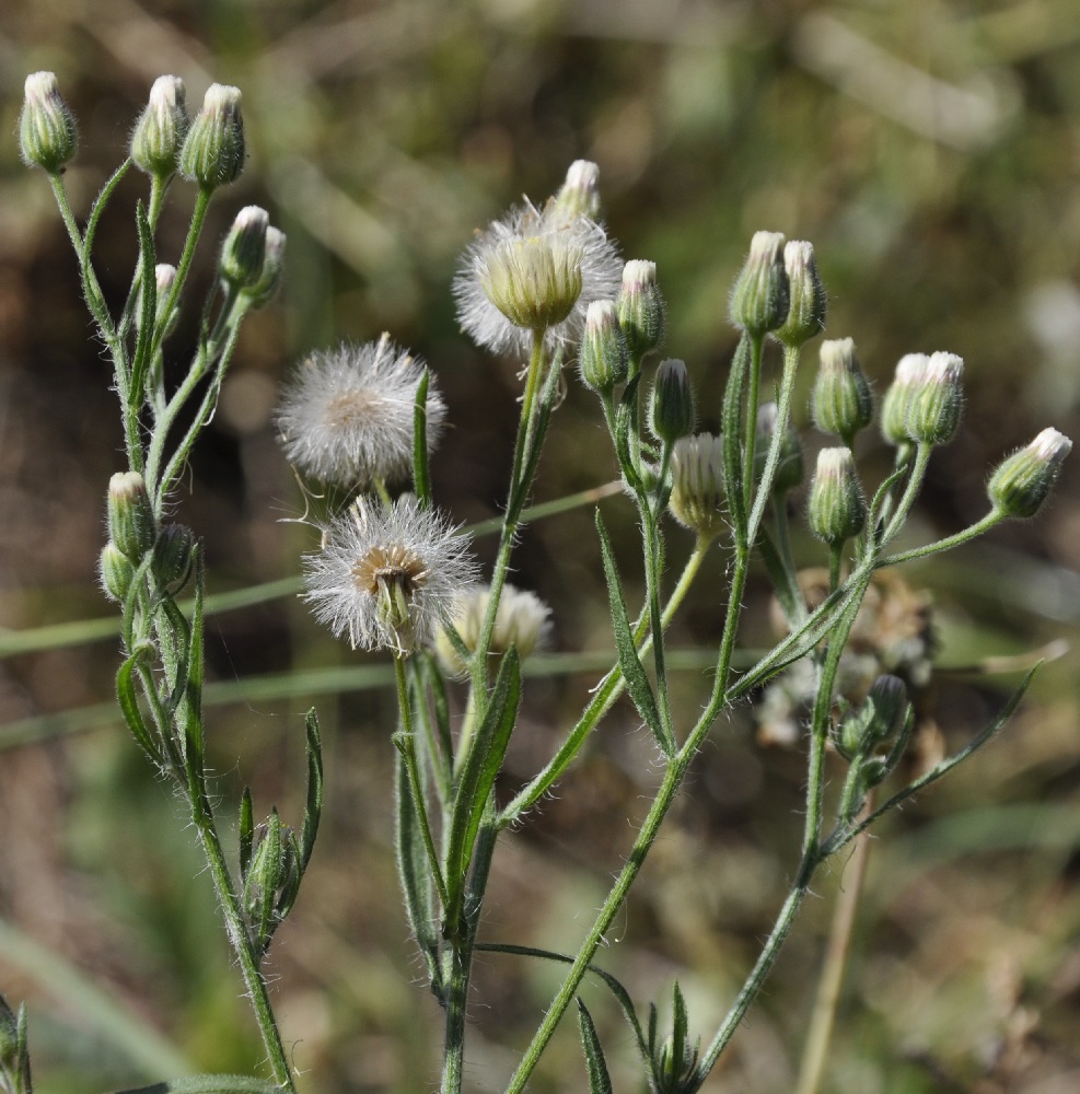 Image of Conyza bonariensis specimen.