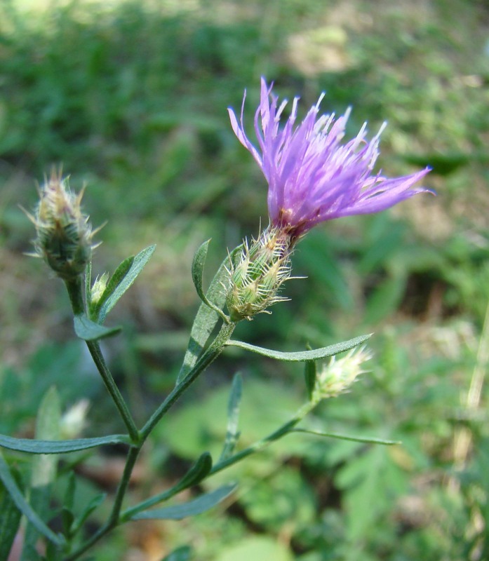 Image of Centaurea diffusa specimen.