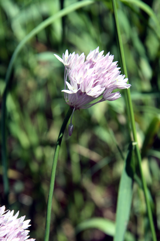 Изображение особи Allium umbilicatum.