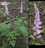 Astilbe chinensis