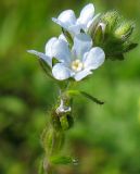 Lappula squarrosa. Цветки. Республика Татарстан, Бавлинский р-н. 05.09.2009.