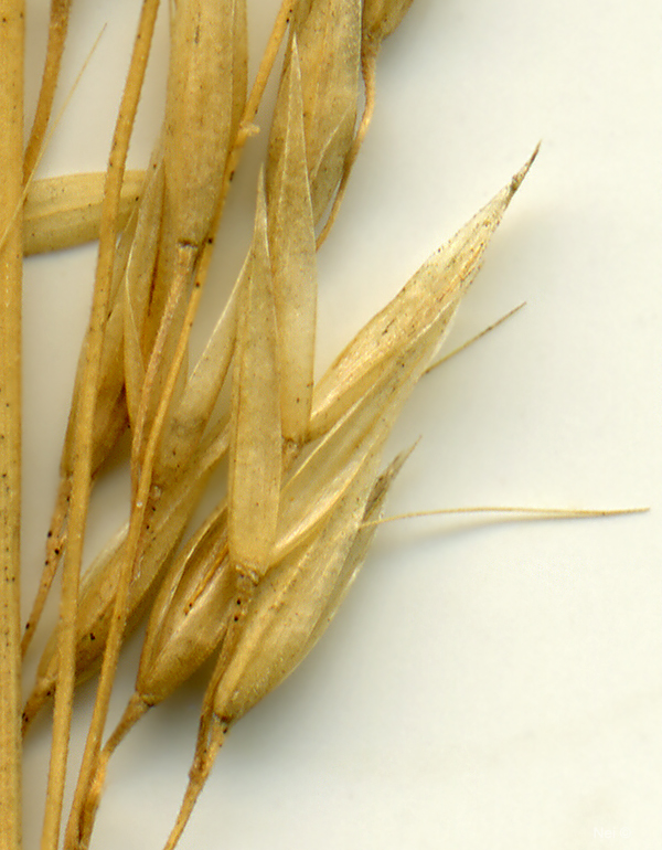 Изображение особи Calamagrostis arundinacea.