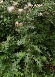 Cirsium vulgare. Плодоносящее растение. Санкт-Петербург, середина августа.