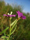 Epilobium hirsutum