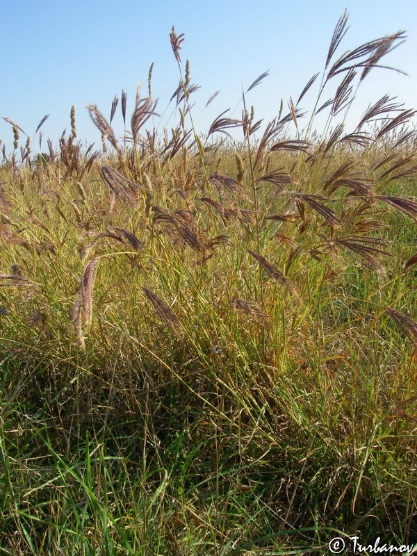 Изображение особи Bothriochloa ischaemum.