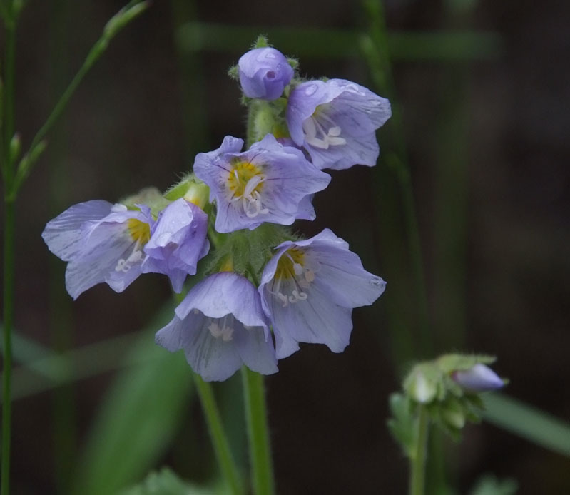Image of Polemonium boreale specimen.