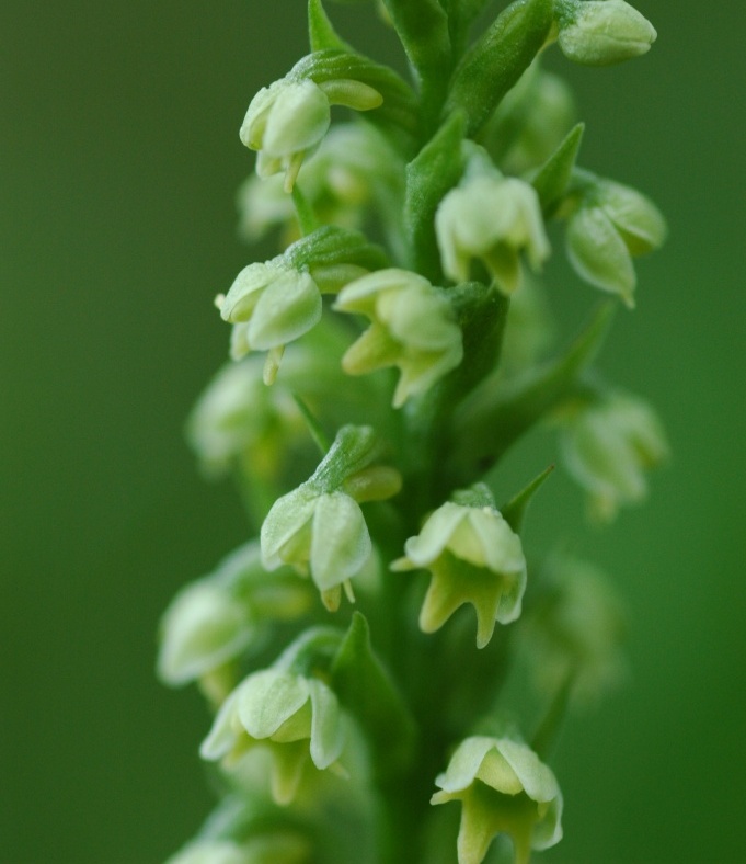 Image of Pseudorchis albida specimen.