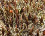 Polytrichum piliferum