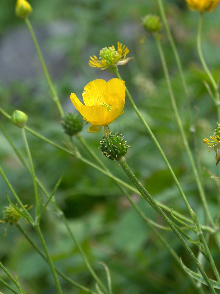 Изображение особи Ranunculus subtilis.