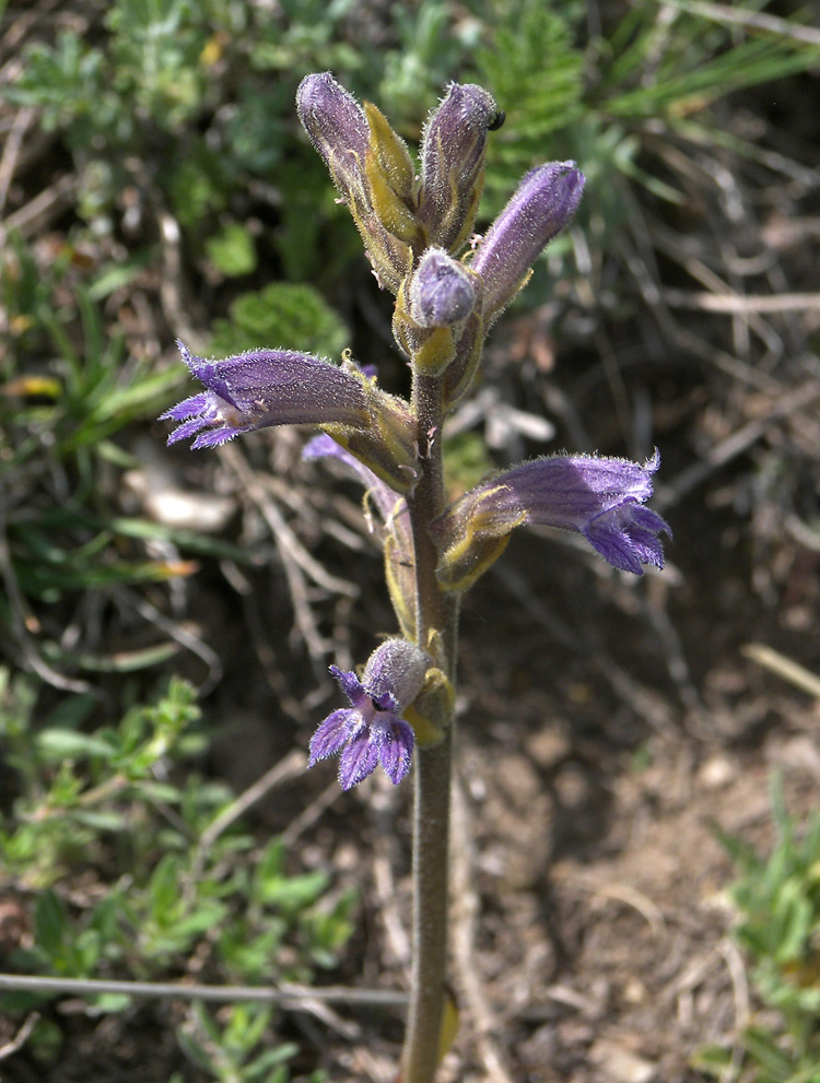 Image of Phelipanche purpurea specimen.