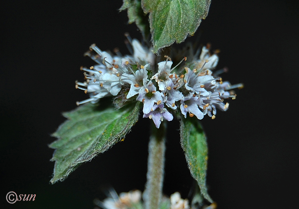 Image of Mentha × dumetorum specimen.