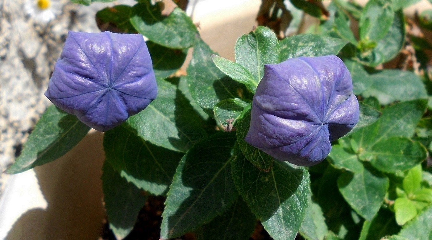 Image of Platycodon grandiflorus specimen.