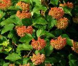 Physocarpus opulifolius. Созревающие соплодия. Московская обл., Раменский р-н, окр. дер. Хрипань, садовый участок. 26.06.2015.