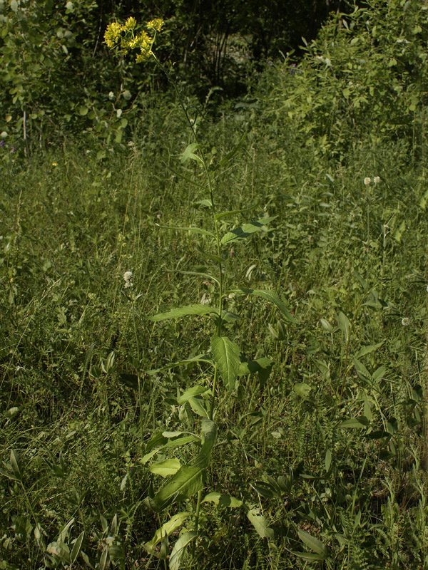 Image of Sisymbrium strictissimum specimen.