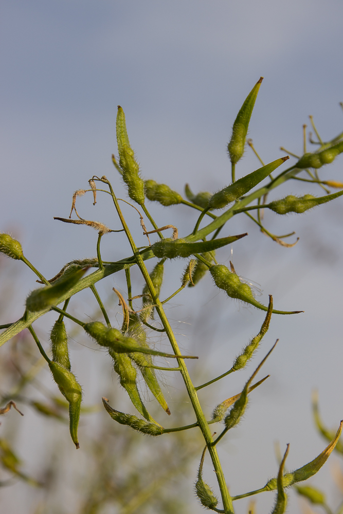Image of Sinapis alba specimen.
