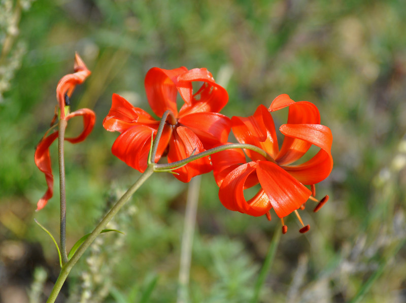 Image of Lilium pumilum specimen.