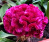 Celosia cristata