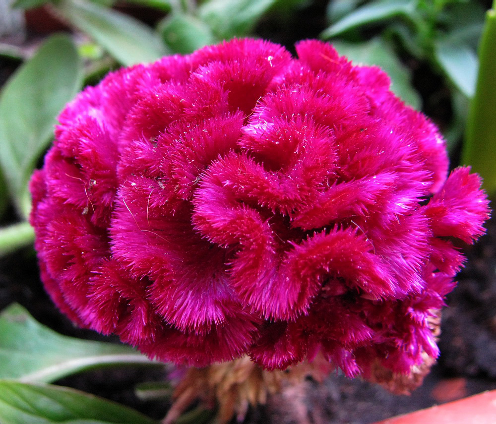 Изображение особи Celosia cristata.