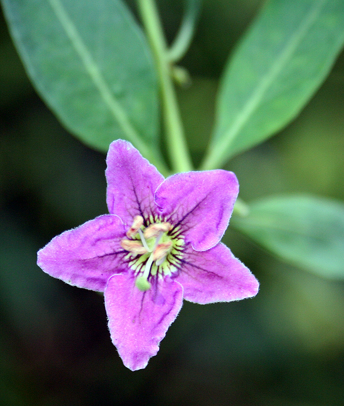 Изображение особи Lycium barbarum.