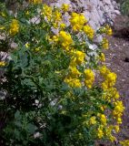 Coronilla valentina ssp. glauca