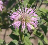 Monarda fistulosa. Соцветие. Ростов-на-Дону, ботсад, участок лекарственных растений, в культуре. 07.07.2015.