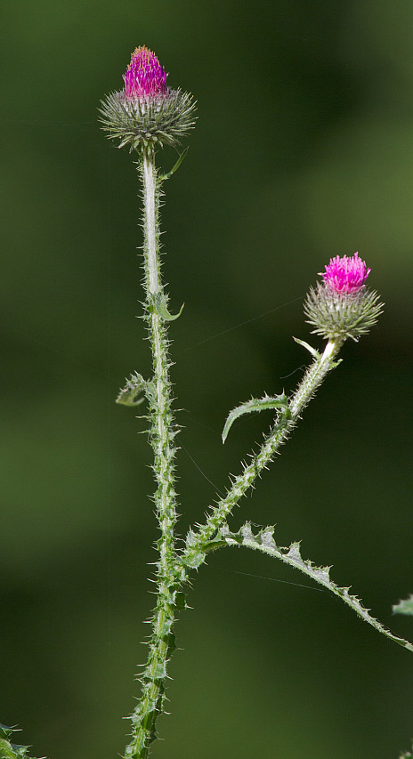 Изображение особи Carduus crispus.