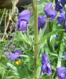 Aconitum baicalense