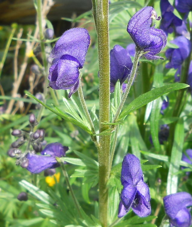 Image of Aconitum baicalense specimen.