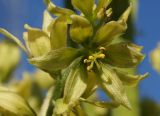 Veratrum lobelianum. Цветок. Восточный Казахстан, Глубоковский р-н, окр. с. Тарханка, берег речки. 23.06.2015.