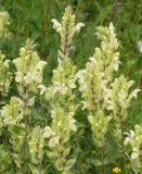 Scutellaria stepposa