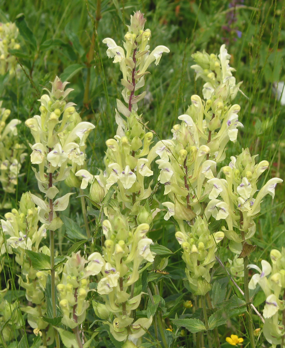 Image of Scutellaria stepposa specimen.