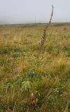 Aconitum leucostomum