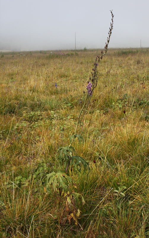 Изображение особи Aconitum leucostomum.